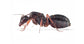 Regina di Camponotus aethiops