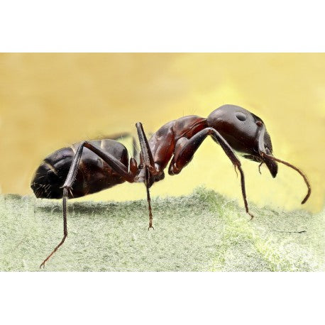 Regina di Camponotus barbaricus (con uova)