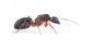 Regina di Camponotus barbaricus (con uova)