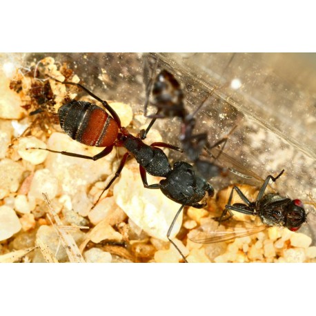 Regina di Camponotus cruentatus