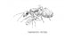Regina di Camponotus micans (Formica argentea)