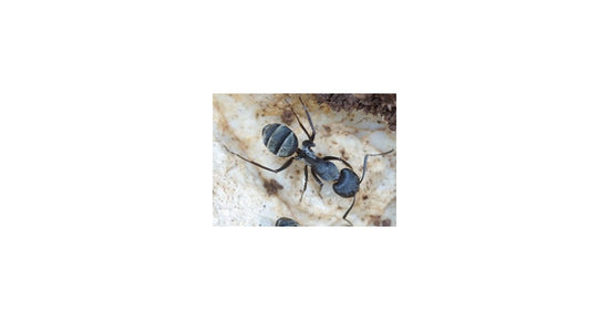 Regina di Camponotus micans (Formica argentea)