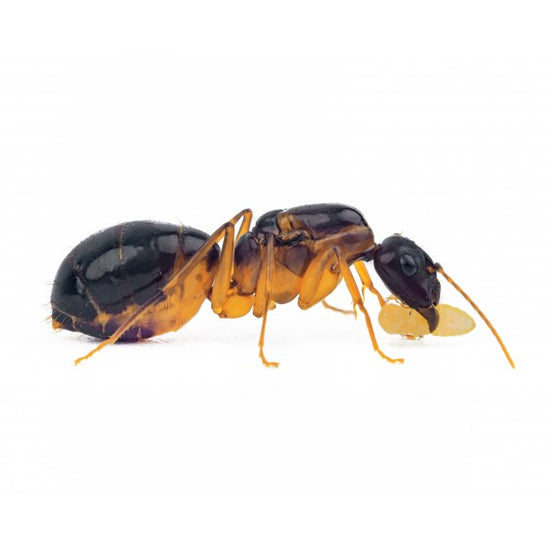 Regina di Camponotus pilicornis
