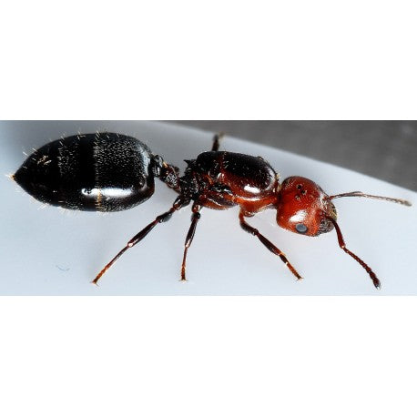 Regina di Crematogaster scutellaris