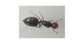 - Regina di Crematogaster scutellaris
