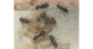 Regina di Lasius grandis (con uova)