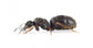 Regina di Lasius niger (con uova)