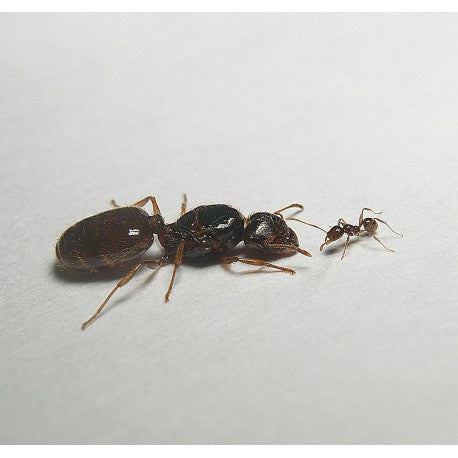 Regina di Pheidole pallidula (con uova)