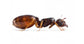 Regina di Pheidole pallidula (con uova)