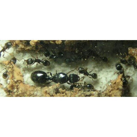 Regina di Tetramorium caespitum (con uova)