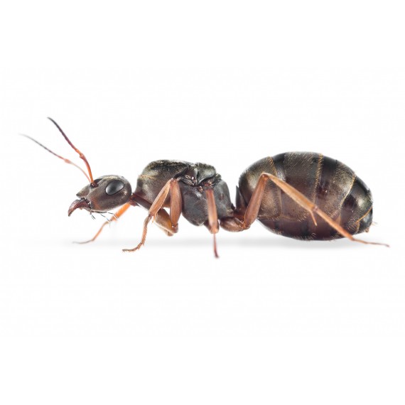 Regina Formica cinerea