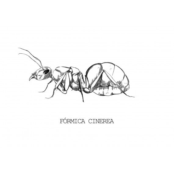 Regina Formica cinerea