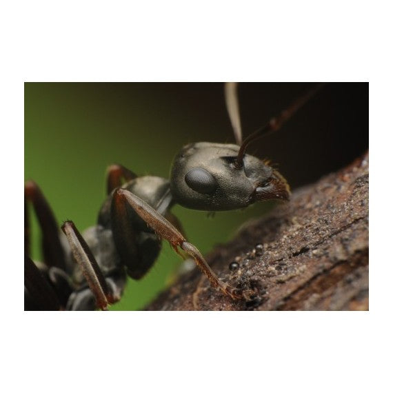 Regina Formica cinerea