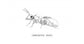 Reina de Camponotus vagus