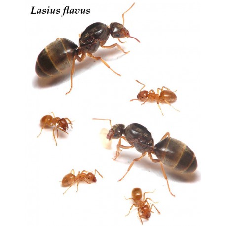Reina de Lasius Flavus (con huevos)(color Oro)
