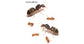 Reina de Lasius Flavus (con huevos)(color Oro)