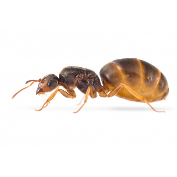 Reina de Lasius Flavus (con huevos)(color Oro)