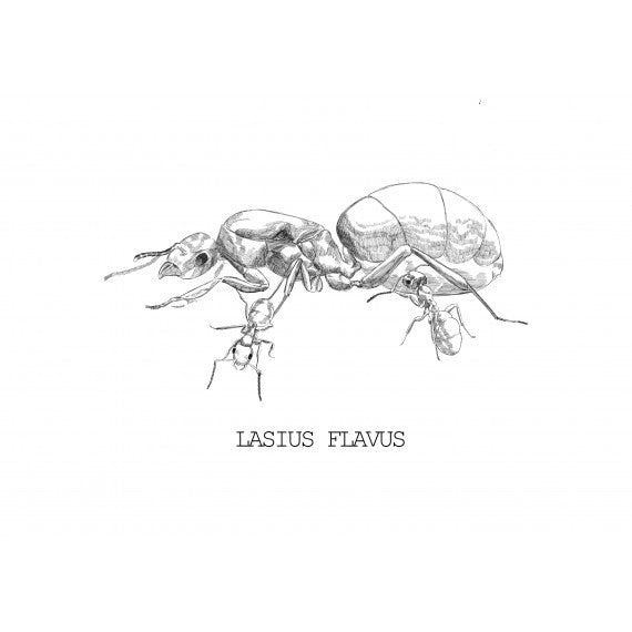 Reina de Lasius Flavus (con huevos)(color Oro)