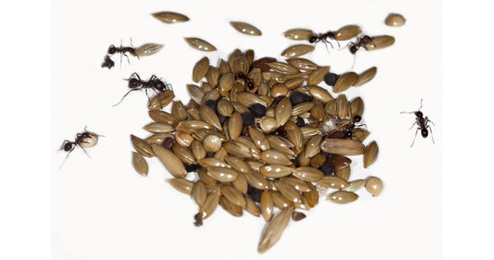 Semi-Miscela-Tipo I 50gr