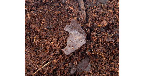 Substrato bioattivo con microfauna