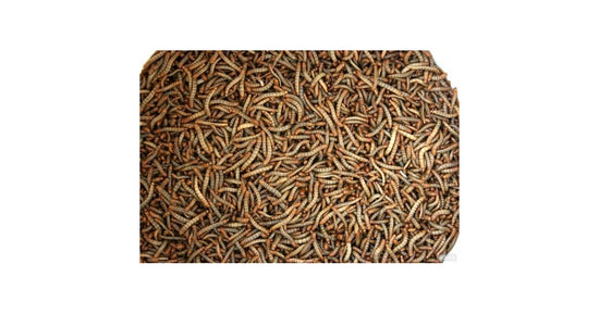 Tenebrio molitor (Cibo Vivo)