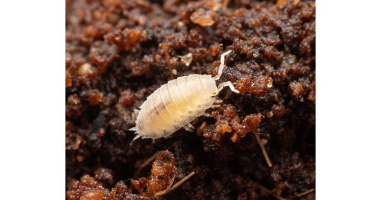 Trichorhina tomentosa - Dwarf Tropical Woodlice (500cc)