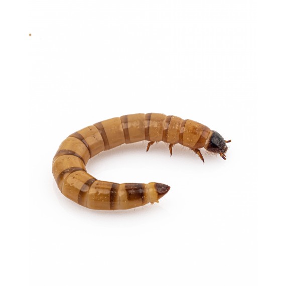 Zophoba Morio (cibo vivo)