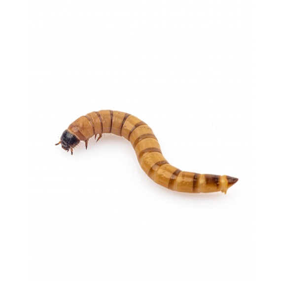 Zophoba Morio (cibo vivo)