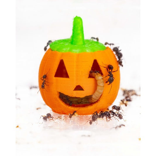 Zucca Feeder 3D - Semenzaio per formiche granivore