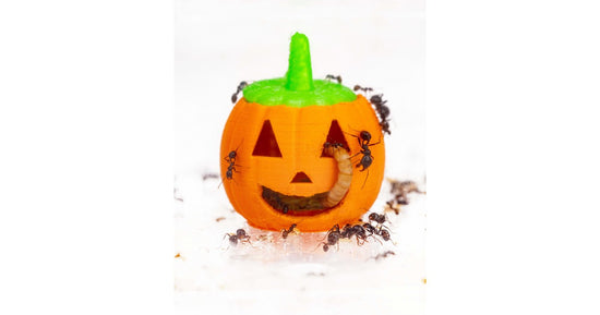 Zucca Feeder 3D - Semenzaio per formiche granivore